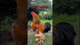 Top10 roosters of fancy chicken breeds crowing in a battle backyardchickens raisingchickens farm [upl. by Grady]