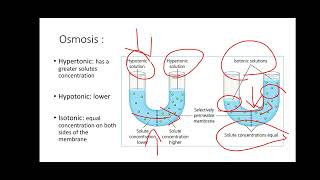 Lab 3 Diffusion and Osmosis [upl. by Jonathan]