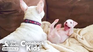 Nubby The 2Legged Boxer Steals His Dad’s Heart  The Dodo Comeback Kids [upl. by Akenehs530]