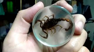 DIY Scorpion Hottentotta Hottentotta in Resin  Resin Art FECr [upl. by Ahsilem337]