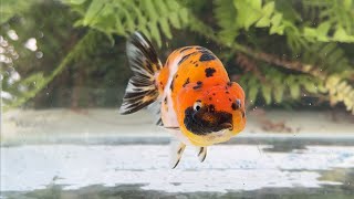 15720 Calico Ranchu [upl. by Brentt]