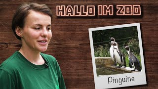 Pinguinfütterung im Zoo Neuwied [upl. by Annayi959]