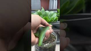 Pruning leaves succulents nature succulent indoorplants nature plants garden youtubeshorts [upl. by Nealy83]