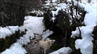 Primout en invierno El Bierzo [upl. by Sydalg223]