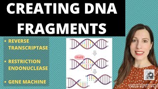 PRODUCING DNA FRAGMENTS Methods to produce DNA fragments for Alevel recombinant DNA technology [upl. by Twitt]