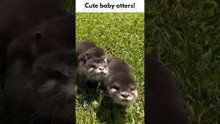 Cute squeaky baby otters [upl. by Samantha137]