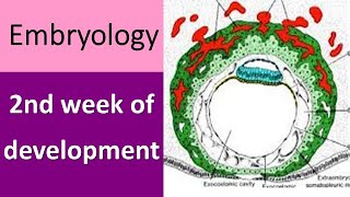 2nd week of embryonic development [upl. by Katy]