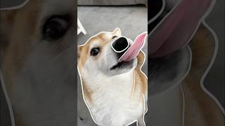 Outline Trend Meme 4 doge memes cutenessoverload [upl. by Nnep]