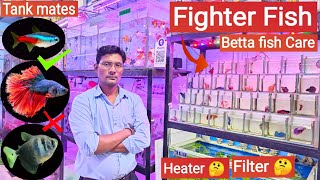 Fighter fish  Betta fish care Tankmates Tank size Heater Filter  Pari Aquarium Kurla market [upl. by Synned68]