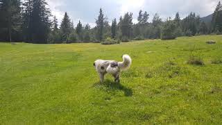 Bulgarian shepherd dog [upl. by Eremaj]