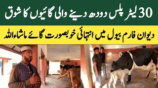 Deewan Farm par high milk wali cows  Dairy farming in Pakistan [upl. by Areic]