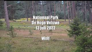 Wolf op De Hoge Veluwe 13 juli 2022 [upl. by Yann]