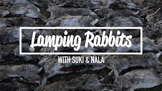 Lamping Rabbits  27 Rabbits With Suki amp Nala [upl. by Enyamrahs]