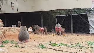 A feeding time of hamadryas baboons [upl. by Holle924]