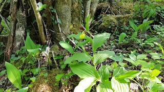 2020 05 21 sabot de vénus en hautemarne une orchidée très rare et protégée Cypripedium calceolus [upl. by Ecinue]