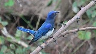 Burung Master  Sikatan Biru Putih Cyanoptila Cyanomelana [upl. by Grindle]