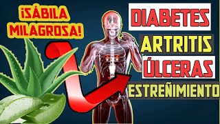 7 BENEFICIOS MILAGROSOS DEL ALOE VERA PENCA SÁBILA [upl. by Alegnaoj571]