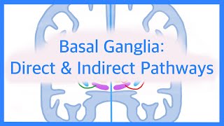 Basal Ganglia The Direct and Indirect Pathways [upl. by Eisen]