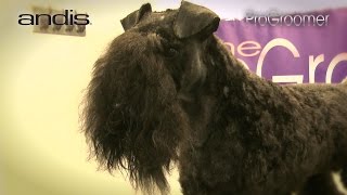 Grooming Guide  Kerry Blue Terrier Pet Trim  Pro Groomer [upl. by Zoara]