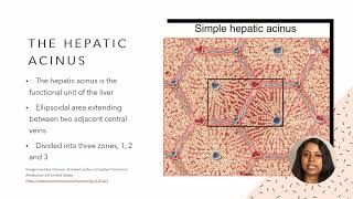 USMLE Step 1 Anatomy  Anatomy of the liver [upl. by Helban]