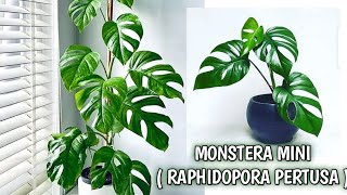 BAGAIMANA CARA MERAWAT MONSTERA MINI  MONSTERA RAPHIDOPORA PERTUSA [upl. by Aicire]