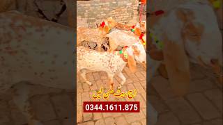 offer de di hai Sabir bhai ne radio Mukammal Dekhe YouTube per Pakistan Sabir goat [upl. by Threlkeld204]