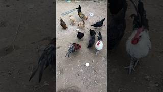 chicken shortvideo farming [upl. by Gusta]