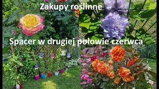 Druga połowa czerwca Roślinne zakupy nowe powojniki Ogród Jadzi 203 [upl. by Enamrej]