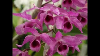 Rogers Orchids Live Stream  Sunday Chat [upl. by Brandon285]