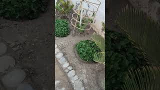 Sunday bliss minivlog gardenflowerplants gardening  Bloom villeo4 [upl. by Kcirddet]