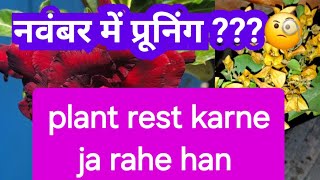 Kya abhi November me plant pruning kar sakte hai Plant care before winter [upl. by Atilal]