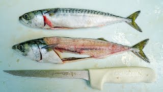 How to Fillet and Clean Atlantic Mackerel [upl. by Packston]