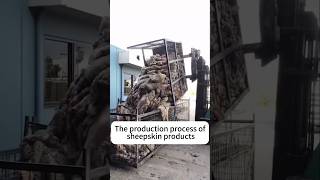 The process of making sheepskin leather [upl. by Medorra]