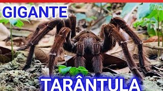 Tarântula ou ARANHA CARANGUEJEIRA GIGANTE [upl. by Aicitan]