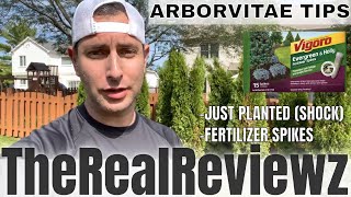 ARBORVITAE TIPS amp TRICKS EVERGREEN  PLANTING [upl. by Ahtelra80]