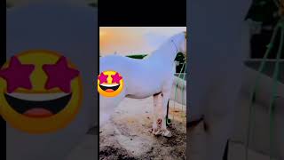 trendingshorts horse fypyoutube it cost so high 😉 [upl. by Eimmak163]