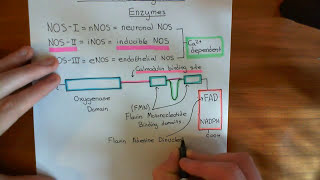 Nitric Oxide Synthase Enzymes Part 1 [upl. by Calv678]