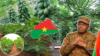 CHANMP DE PAPAYE 🍐🍐 au Burkina Faso 🇧🇫Félicitation ❤️ aux agriculteurs burkinabé [upl. by Gaile]