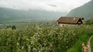 Wandern Südtirol von Oberplars zum Partschinser Waalweg [upl. by Ahsienor]