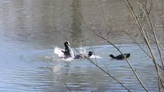 157 Lyska černá Fulica atra Eurasian Coot [upl. by Anyd699]