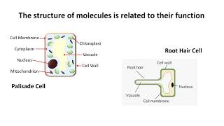 Biology Paper 1 Revision [upl. by Butcher]