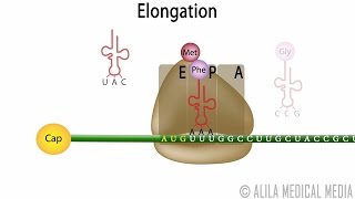 Eukaryotic Translation Protein Synthesis Animation [upl. by Salohci]