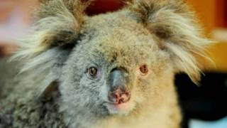 Sam the Koala is dead update by CubbyHouseFilms HD [upl. by Nibbs986]