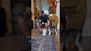 Neutral Behavior Is True Socialization dogtraining dogtrainer minischnauzer dogtrainingtips [upl. by Nuahsak]