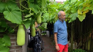 Monikas bottle gourd garden in the Netherlands  Monkas Lau bagan in the Netherlands [upl. by Brion]