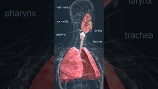 Respiratory system 🫁  medical biology 3d 😍 animation doctor shorts viralvideo [upl. by Josselyn]