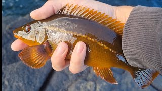 Light Tackle Wrasse Bashing on the North Coast [upl. by Jenine]