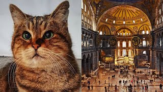 The Adorable CrossEyed Cat Which Lives in Istanbuls Hagia Sophia [upl. by Lareine]