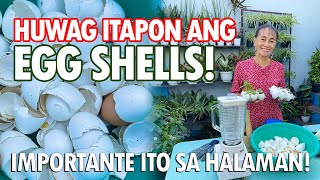 IPUNIN ANG BALAT NG ITLOG AT GAWING FERTILIZER Eggshell Fertilizer Making Tutorial [upl. by Emoreg]