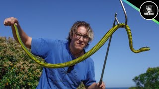 Hands on with Africas most LETHAL Snake Hunt for the Boomslang [upl. by Noguchi928]